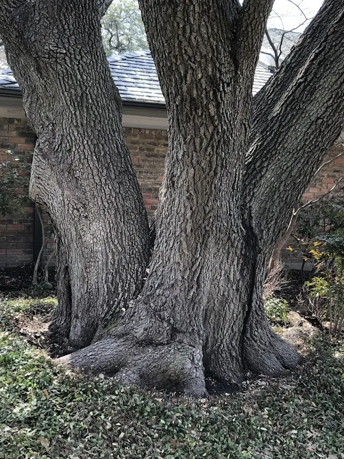 Mature heritage tree close to a Mequon property cared for by certified arborists